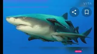 This fish can stick in every object.    Fact about Remora fish.