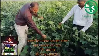 Kaveri Cotton Money Maker