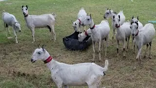 Pure Goat Breed In Karachi Pakistan