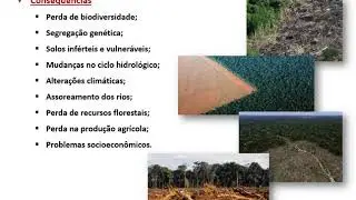 Reflorestamento - Parte 1