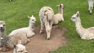 Class of 2024 The Mullacott Cria, one by one