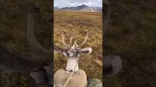 Types of transport in the Arctic/Виды транспорта в Арктике🦌🦌🐎 #арктика #якутия #олени #север