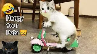 Relatable Cat Moments That'll Make You Laugh! #151