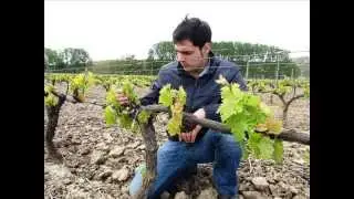 The Yearly Growth Cycle of the Grape Vine