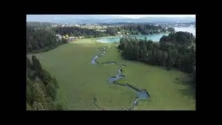 Schilf   M&auml;ander Faaker See
