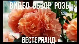 Видео обзор розы Вестерланд (Шраб) - Вестерланд (Кордес, 1969)