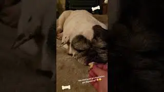How close can you get a treat before your dog wakes up? 😴🍪This is your sign to try