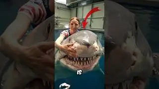 Дрессированная акула 😲