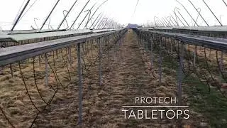 Strawberry gutter tabletops in Scotland - Scottish strawberry