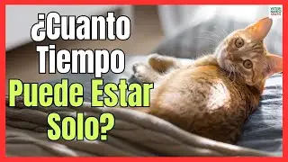 💓 &iquest;CUANTO TIEMPO PUEDE ESTAR UN GATO SOLO EN CASA? 💓