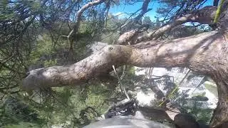 Arborizen votre sp&eacute;cialiste de soins aux arbres