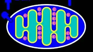 Apoptosis and Caspase-3, Rate My Science