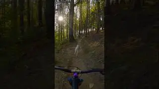 Single track husky chase in beautiful autumn weather 😍