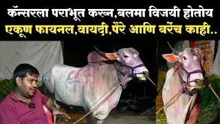 बलमा आणि अक्षय मोरे यांची मुलाखत | balama bail| akshay more godoli