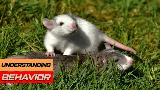 Understanding Mouse Behavior: Insights into These Tiny Creatures