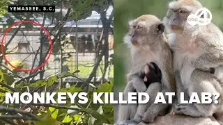 USDA investigates primate deaths at Alpha Genesis facility following earlier monkey escape