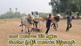 బండ అలవాటు లేని గిత్తలు.. పమిడి అంజయ్య చౌదరి గారి న్యూ కేటగిరి దిగవలసిన గిత్తలు 