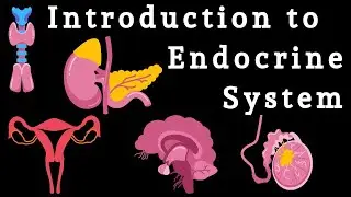 Introduction to Endocrine System