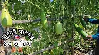 লন্ডনের মাটিতে মাচা ভরা লাউ | Shoker Bagan uk || Gardening 2025 || Bilether Bagan Bari