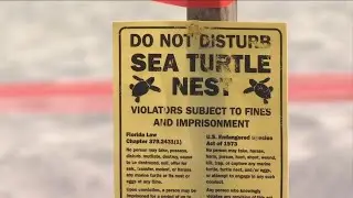 Sea Turtle Nesting Season Underway