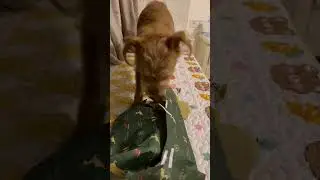 My Dog Open His First Christmas Present 🎁🎄
