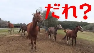 ポニーを見て驚く馬達