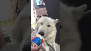 eating ice cream 🍦 🐺 #wolf #savethewolves #whitewolf #protectwolves #animals #wolfdog #wolves