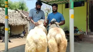 Biggest Nellore judipi sheeps farm (Bakrid Heavy size sheeps)