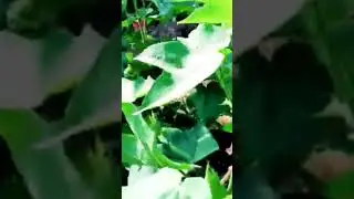 cotton farming#farmer #khetibari #farming #feed #feedshorts #kishan #grow#shorts #short #shortvideo