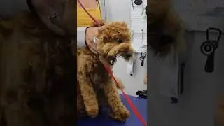 Techniques you NEED to know for #aggressive #dog #face #grooming MYFAVORITEGROOMER.com