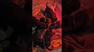 Labrador Retriever Puppies. Born on December 10th. Video taken on January 21th 2026.