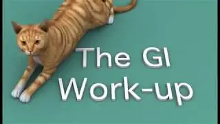 Gastrointestinal Diseases in cats - The GI Work Up
