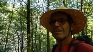 Shinrin-Yoku. Por el bosque