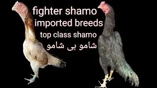 top class shamo breeds ( imported )