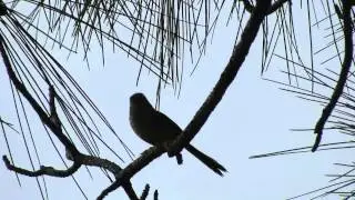 Bachman's Sparrow: Vocalization
