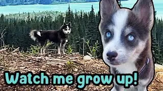 One Year with my POMSKY PUPPY (growth timeline!!!)
