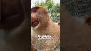 Proboscis monkey makes funny 🤣 noisesX4: (🎥CONTENTbible)