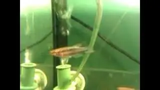 Chromaphyosemion bivittatum Mundemba Wild