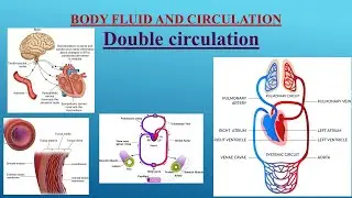 PART5 #doublecirculation#regulation of cardiac activity #neet#11th_biology #body fluid & circulation