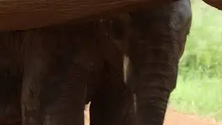 MVI 4834 Elefant m&oslash;te.