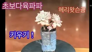 🌵💥초보다육파파 헤리왓슨금 키우기!  Graptoveria Harry Watson💥🌵