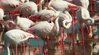 Flamingo Hide Viewing Area - Ras Al Khor, Dubai