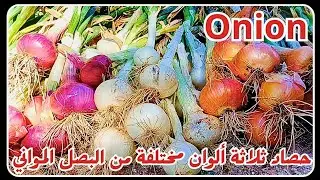 حصاد ٣ ألوان مختلفة من البصل المواني(أحمر ,ابيض,نحاسي)بالإضافة إلى تحضير مخلل و بودرة البصل🧅|| Onion