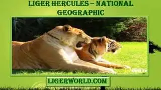 Liger Hercules at National Geographic Channel