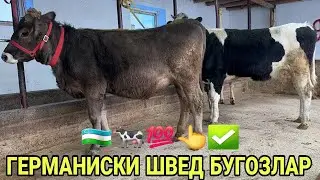АРЗОНЧИ АКАДАН 1- 1- 1- КОРИНГА ГЕРМАНИСКИ ШВЕД ОЛА ХУНАИНЛАР БУГОЗЛАР СОТИЛАДИ НАРХИ 24 января 2026