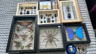 My $1000 Insect Collection