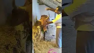 இனிய மாட்டுப்பொங்கல் நல்வாழ்த்துக்கள் வாழ்க வையகம் வாழ்க வளமுடன்