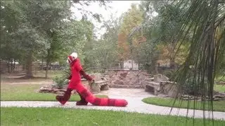 Pabu the Fire Ferret