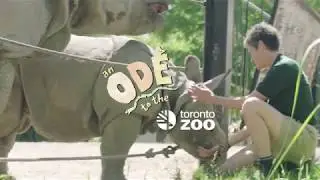 Ode to Toronto Zoo Keepers - Greater One-Horned Rhino Calf