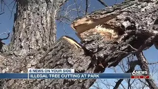 Illegal tree cutting at Lake Zorinsky